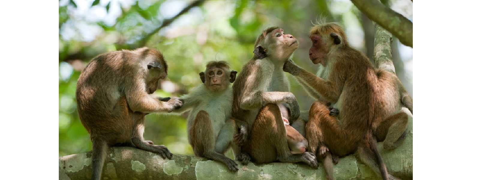 රිලවුන් ඇල්ලීමට විශේෂ පුහුණුවක්..